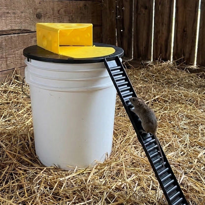 A mouse climbing the ramp to the CheezyBucket Lid Trap on a white bucket in a barn
