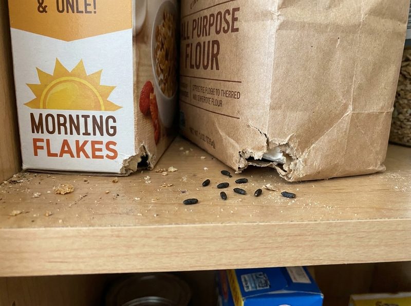 Mouse droppings on a pantry shelf beside a gnawed flour bag