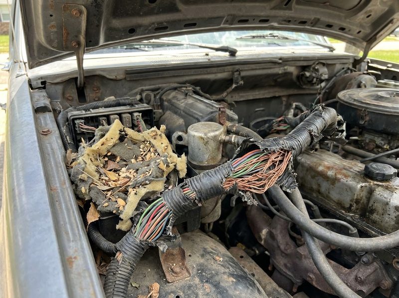 A truck's wiring harness chewed through by mice, with a nest beside it