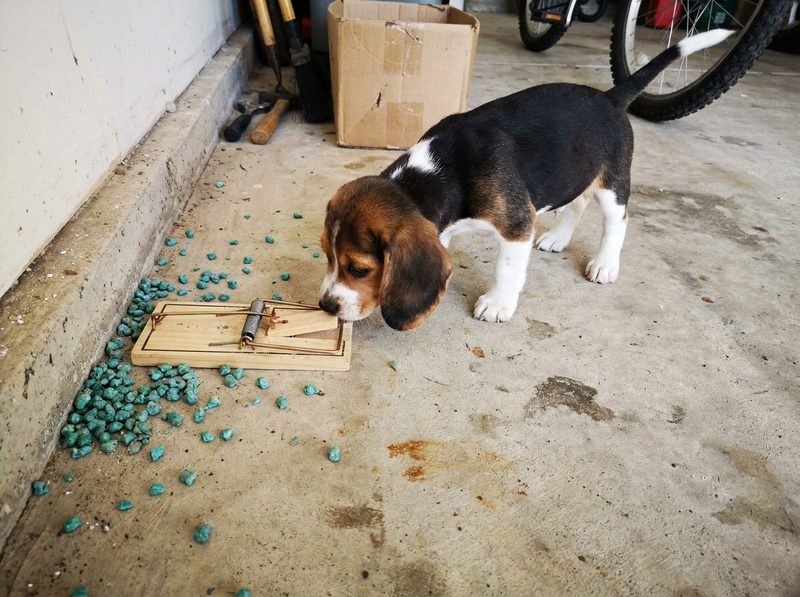 A beagle puppy sniffing a snap trap and poison pellets on a garage floor